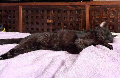 【老猫マンガ】ぐちゃぐちゃな布団の意味は？18歳の元保護猫・桃姐［＃30］（サムネイル画像7）