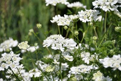 【ガーデニング】放っておいても来年も楽しめる！こぼれダネで咲く草花［8選］（サムネイル画像4）