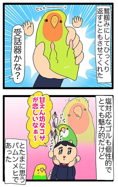 温和なインコ・パルちゃんの思い出／女帝インコ近い…（かわいいけど怖い）　【鳥マンガ＃47】（サムネイル画像5）