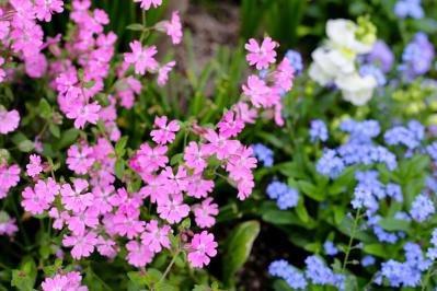 【ガーデニング】放っておいても来年も楽しめる！こぼれダネで咲く草花［8選］（サムネイル画像7）