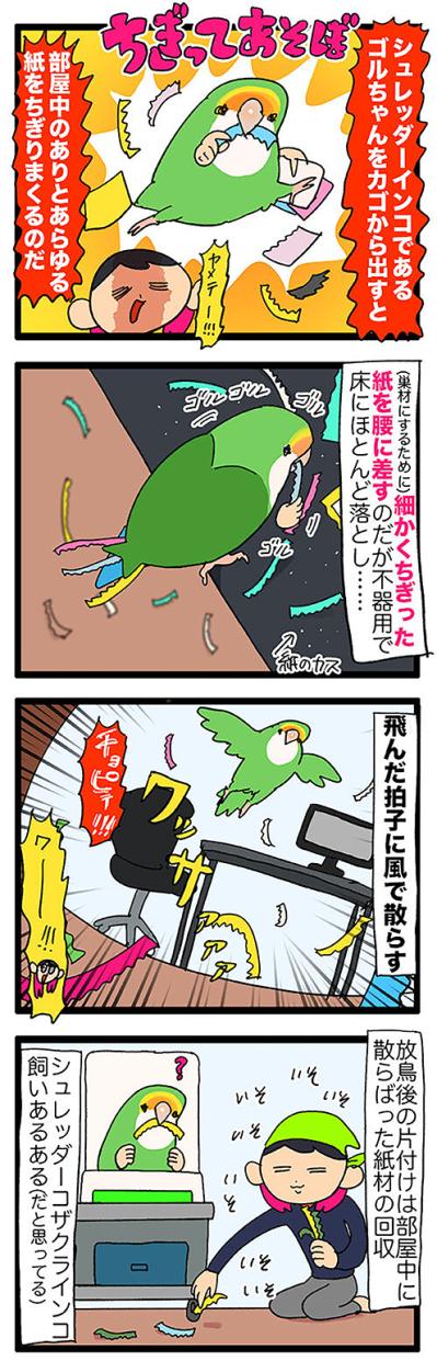 インコを部屋で放鳥する際の注意とは？／飼い主を見つめたい女帝インコ【鳥マンガ＃48】（サムネイル画像3）