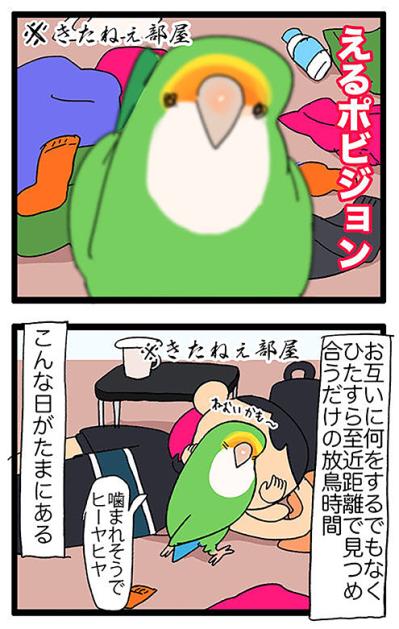 温和なインコ・パルちゃんの思い出／女帝インコ近い…（かわいいけど怖い）　【鳥マンガ＃47】（サムネイル画像7）