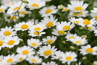 【ガーデニング】放っておいても来年も楽しめる！こぼれダネで咲く草花［8選］（サムネイル画像8）