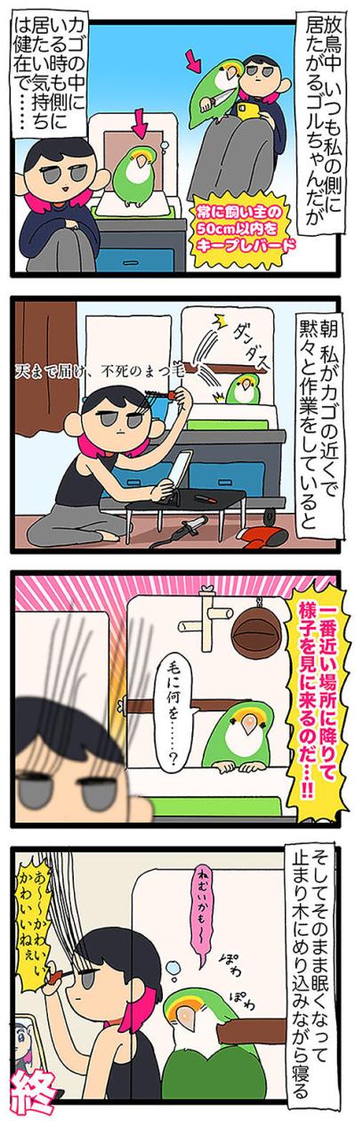 インコを部屋で放鳥する際の注意とは？／飼い主を見つめたい女帝インコ【鳥マンガ＃48】（サムネイル画像4）