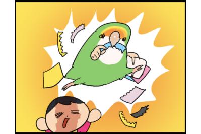 インコを部屋で放鳥する際の注意とは？／飼い主を見つめたい女帝インコ【鳥マンガ＃48】