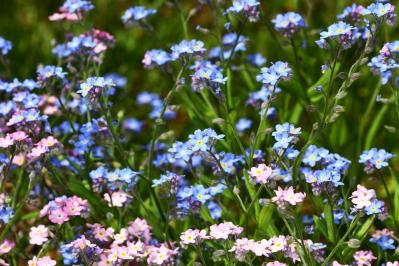 【ガーデニング】放っておいても来年も楽しめる！こぼれダネで咲く草花［8選］（サムネイル画像14）