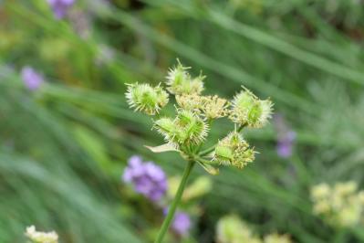 【ガーデニング】放っておいても来年も楽しめる！こぼれダネで咲く草花［8選］（サムネイル画像5）