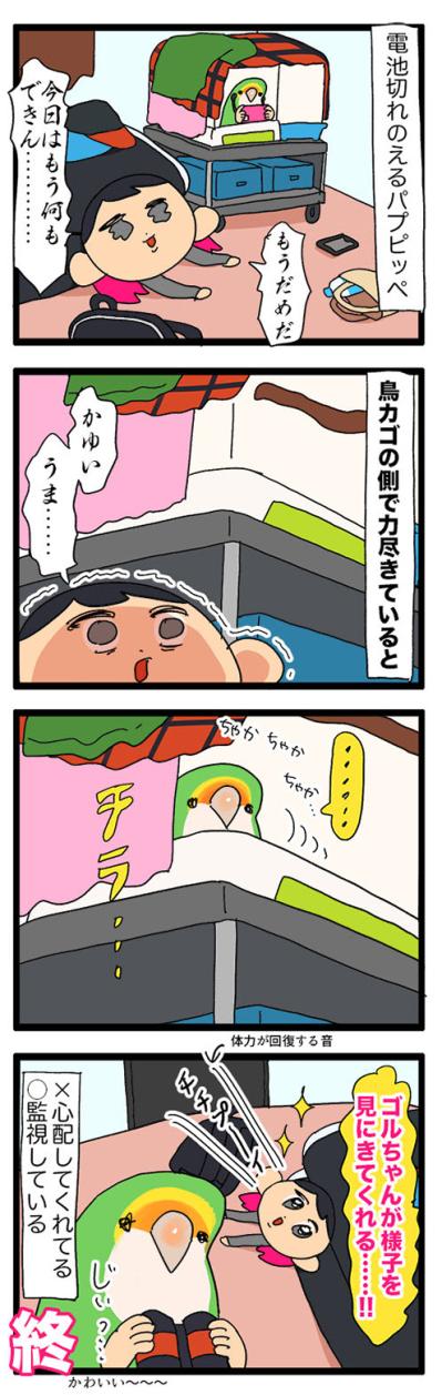 ゴルちゃんと新入りの初顔合わせ／飼い主を心配する女帝インコ【鳥マンガ＃46】（サムネイル画像6）