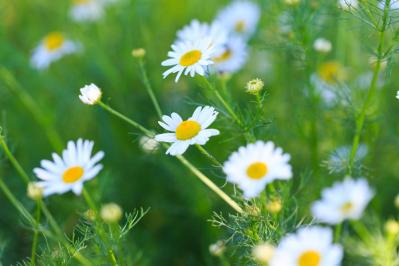 【ガーデニング】放っておいても来年も楽しめる！こぼれダネで咲く草花［8選］（サムネイル画像12）