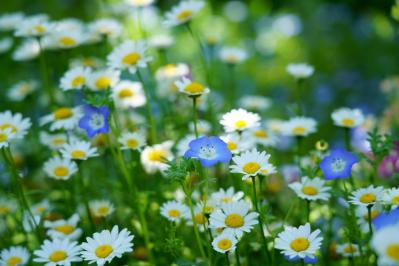 【ガーデニング】放っておいても来年も楽しめる！こぼれダネで咲く草花［8選］（サムネイル画像3）