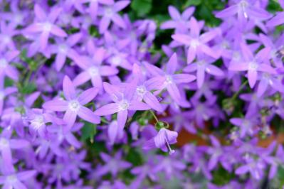 【ガーデニング】放っておいても来年も楽しめる！こぼれダネで咲く草花［8選］（サムネイル画像13）