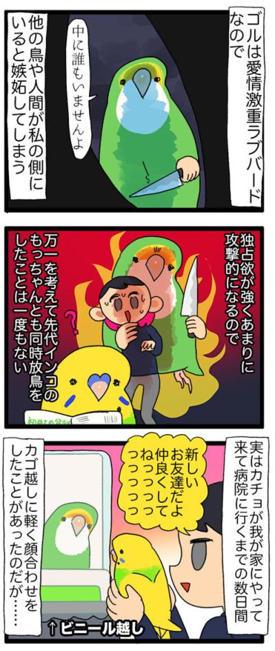 ゴルちゃんと新入りの初顔合わせ／飼い主を心配する女帝インコ【鳥マンガ＃46】（サムネイル画像4）