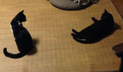 【老猫マンガ】猫、つまみ食いをする。18歳の元保護猫・桃姐［＃32］（サムネイル画像4）