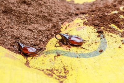 江戸川乱歩の『赤いカブトムシ』あらすじ紹介。黒いマントの怪人に出会い、赤いカブトムシの正体に迫る小林少年と明智探偵！