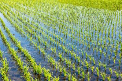 若山牧水の『家のめぐり』あらすじ紹介。自然が奏でる四季のメロディー！豊かな暮らしの原風景を読む