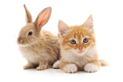 魯迅の『兎と猫』あらすじ紹介。ウサギを通じて感じる生と死の交錯