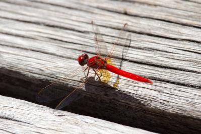 新美南吉の『赤とんぼ』あらすじ紹介。色鮮やかな物語と哀愁の結末は…