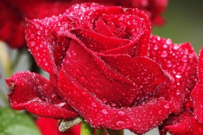 【ガーデニング】絶賛開花中のバラをもっときれいに見せる、咲かせるヒント（サムネイル画像6）