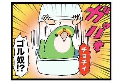 女帝インコのちょっと横暴なエピソード2選…見ていると不意打ち食らいがち【鳥マンガ＃53】