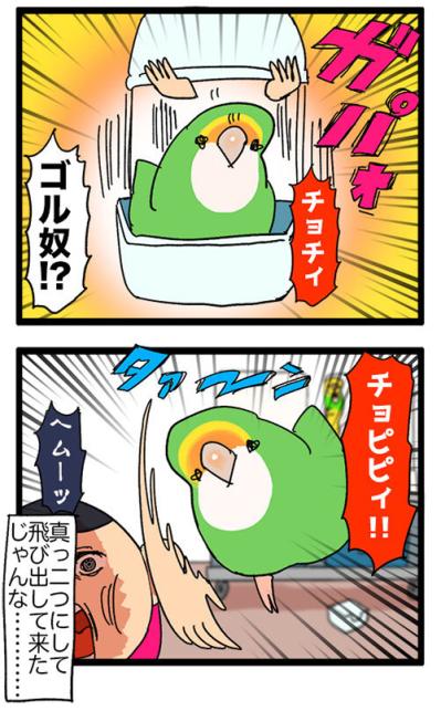 女帝インコのちょっと横暴なエピソード2選…見ていると不意打ち食らいがち【鳥マンガ＃53】（サムネイル画像4）