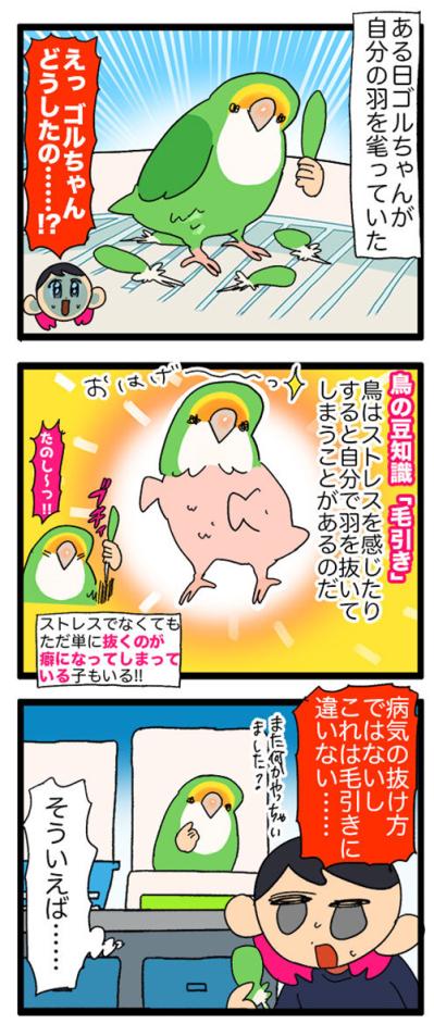 インコが自分の羽を！？ストレスサイン「毛引き」とは？／夜中に飼い主が声を掛けると…【鳥マンガ＃51】（サムネイル画像3）