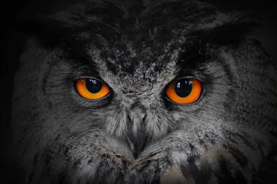 泉鏡花の『悪獣篇』あらすじ紹介。謎の少女と悪獣たちが紡ぐ奇怪な世界に引き込まれる