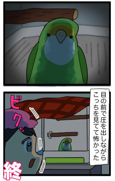 インコが自分の羽を！？ストレスサイン「毛引き」とは？／夜中に飼い主が声を掛けると…【鳥マンガ＃51】（サムネイル画像6）