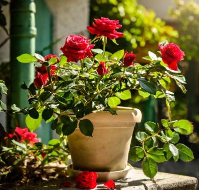 【ガーデニング】気温20℃が注意信号！苦手な病害虫に備えよう（サムネイル画像10）