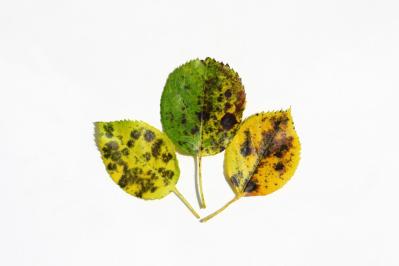 【ガーデニング】気温20℃が注意信号！苦手な病害虫に備えよう（サムネイル画像5）