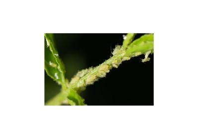 【ガーデニング】気温20℃が注意信号！苦手な病害虫に備えよう（サムネイル画像7）