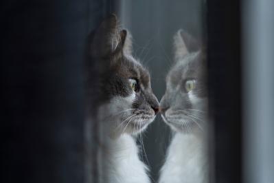 エドガー・アラン・ポーの『ウィリアム・ウィルスン』あらすじ紹介。名前も外見も瓜二つの他人が現れたら？心理ホラーの真髄を読み解く