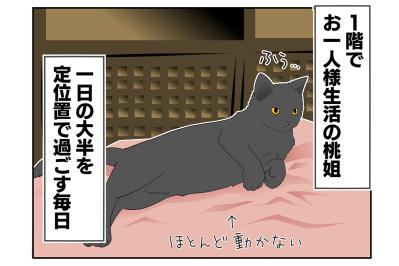 【老猫マンガ】老猫、中高年猫から刺激？をもらう…18歳の元保護猫・桃姐［＃33］