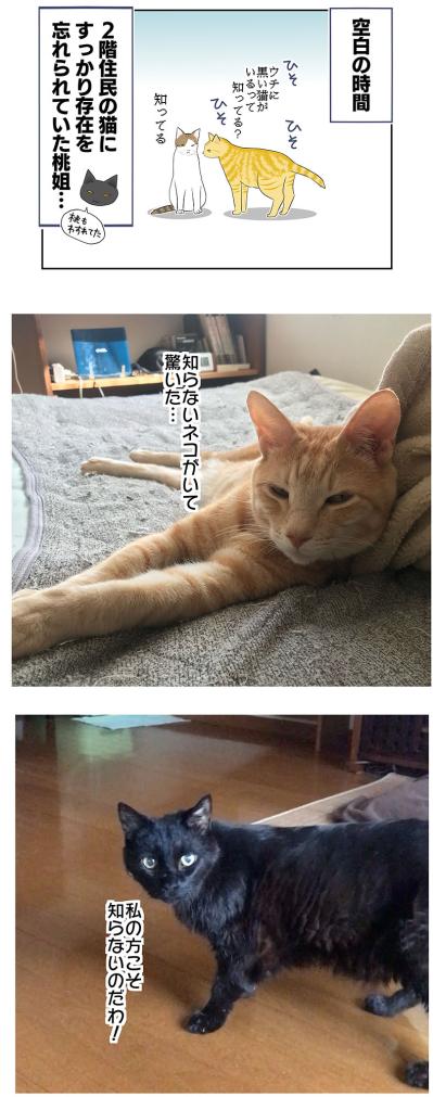 【老猫マンガ】猫、互いの存在を忘れる？ 18歳の元保護猫・桃姐［＃34］（サムネイル画像4）