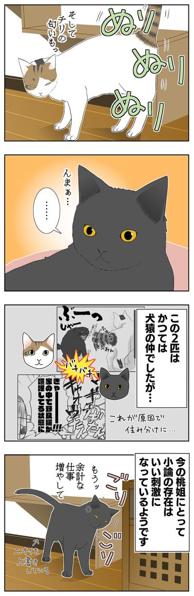 【老猫マンガ】老猫、中高年猫から刺激？をもらう…18歳の元保護猫・桃姐［＃33］（サムネイル画像3）