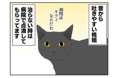 【老猫マンガ】病院に連れて行ったあと荒れまくる猫…18歳の元保護猫・桃姐［＃35］