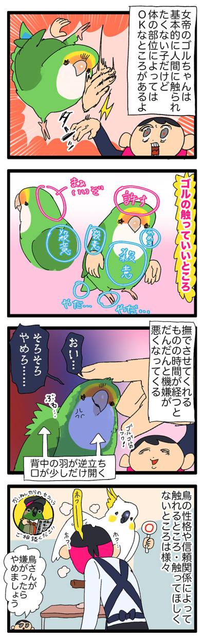 インコが触られて良いところ・悪いところ／暴れるインコが楽しそう【鳥マンガ＃55】（サムネイル画像4）