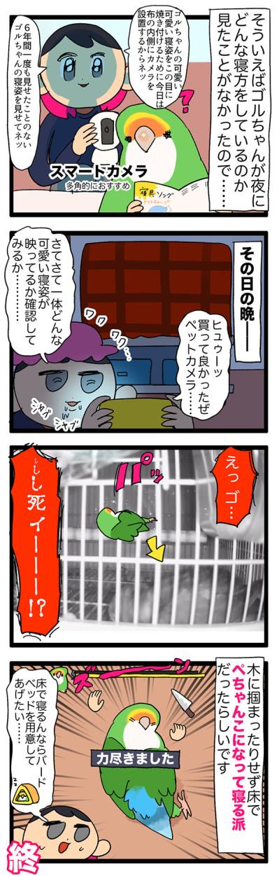 インコの無精卵を調理してみた／女帝インコの寝相が衝撃的【鳥マンガ＃56】（サムネイル画像5）