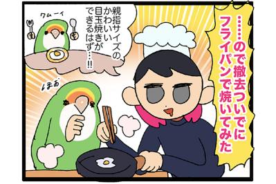 インコの無精卵を調理してみた／女帝インコの寝相が衝撃的【鳥マンガ＃56】