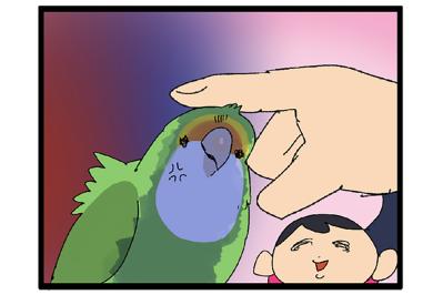 インコが触られて良いところ・悪いところ／暴れるインコが楽しそう【鳥マンガ＃55】