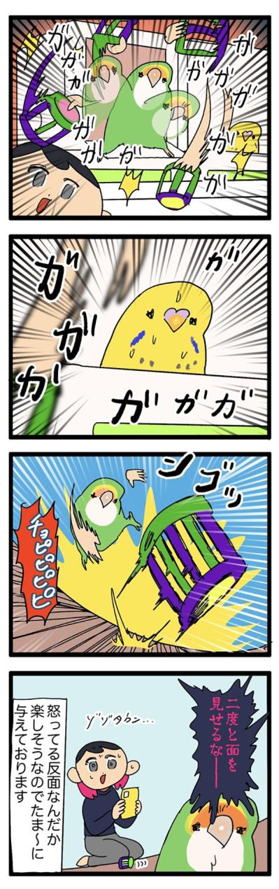 インコが触られて良いところ・悪いところ／暴れるインコが楽しそう【鳥マンガ＃55】（サムネイル画像6）