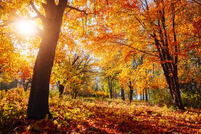 太宰治の『ア、秋』あらすじ紹介。太宰特有の視点で描かれた秋とは？