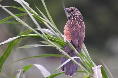 正岡子規の『歌よみに与ふる書』あらすじ紹介。和歌界に向けて投げかけた挑戦状！