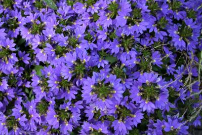 ブルーファンフラワー（サムネイル画像）