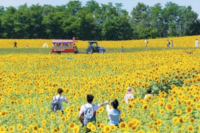 ひまわりの里（サムネイル画像）