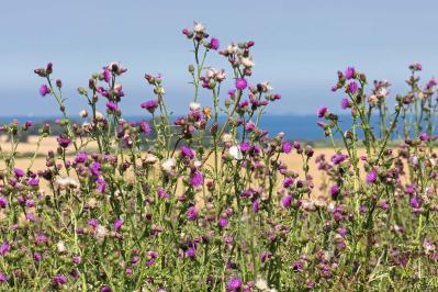 山本周五郎の『薊』あらすじ紹介。愛と孤独が絡み合う夫婦の心象風景とは？