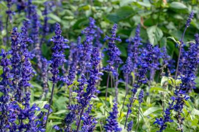 ブルーサルビア（サムネイル画像）