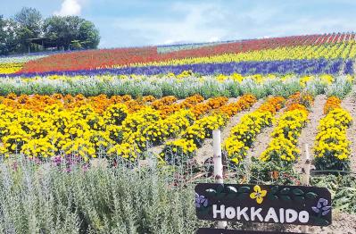 【夏の北海道旅】ラベンダー、ひまわり…「旭川・富良野エリア」のカラフルな花の絶景3選