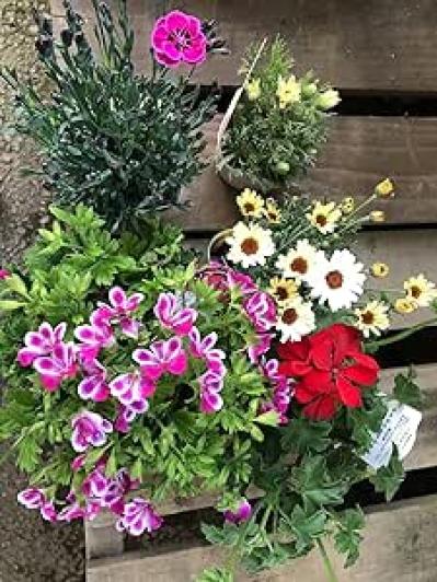 ガーデニングに最適な季節♪届いたらすぐに始められる【最大19％OFF】重くて大きい物は 【Amazonタイムセール】で！（サムネイル画像3）