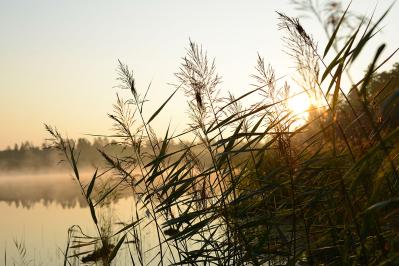 山本周五郎の『葦』あらすじ紹介。人間の過ちや友情の尊さ、立ち直る力を教えてくれる物語