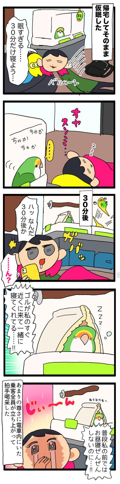至福！インコと添い寝／インコたちが落ち込んだ理由は？【鳥マンガ＃59】（サムネイル画像5）